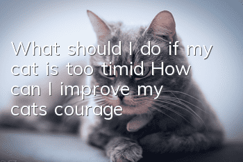 What should I do if my cat is too timid? How can I improve my cat’s courage?