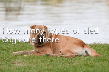 How many types of sled dogs are there?