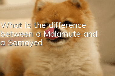 What is the difference between a Malamute and a Samoyed?