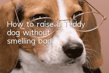 How to raise a Teddy dog ​​without smelling bad