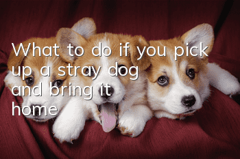 What to do if you pick up a stray dog and bring it home