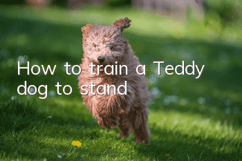 How to train a Teddy dog ​​to stand