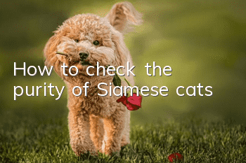 How to check the purity of Siamese cats