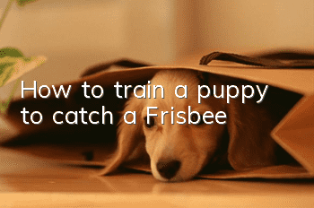 How to train a puppy to catch a Frisbee