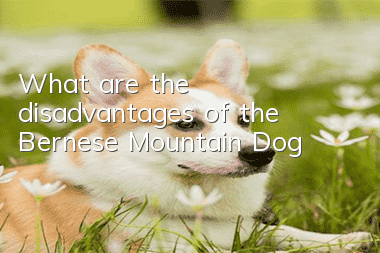 What are the disadvantages of the Bernese Mountain Dog?