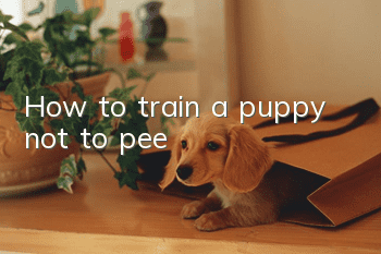 How to train a puppy not to pee