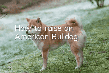 How to raise an American Bulldog