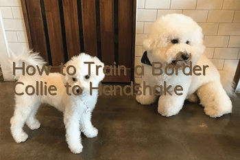How to Train a Border Collie to Handshake