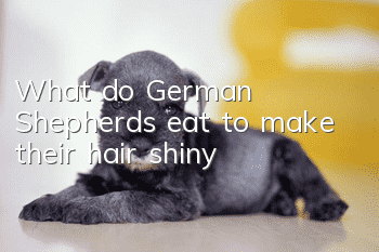 What do German Shepherds eat to make their hair shiny?