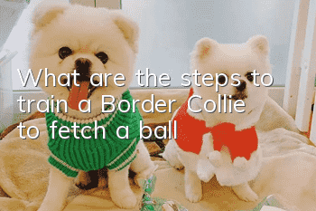 What are the steps to train a Border Collie to fetch a ball?