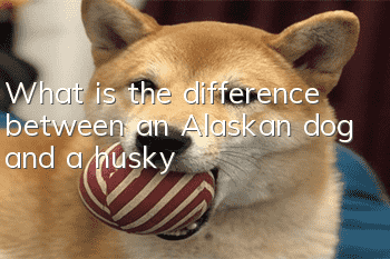 What is the difference between an Alaskan dog and a husky?