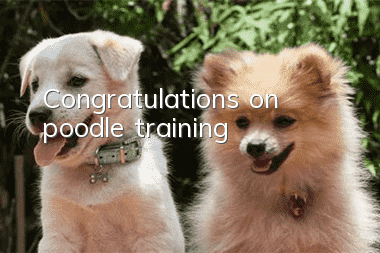 Congratulations on poodle training