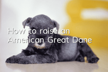 How to raise an American Great Dane