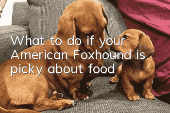 What to do if your American Foxhound is picky about food