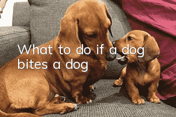 What to do if a dog bites a dog