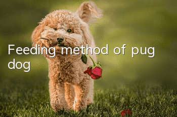 Feeding method of pug dog