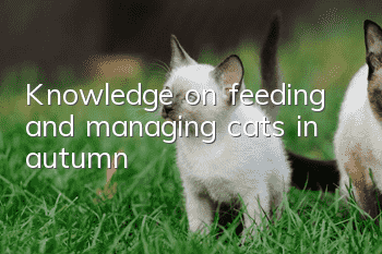 Knowledge on feeding and managing cats in autumn