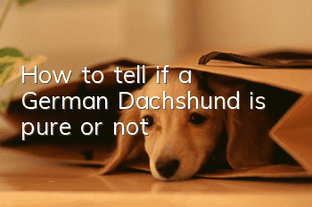 How to tell if a German Dachshund is pure or not?