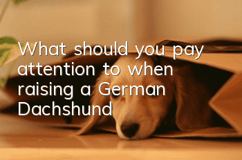 What should you pay attention to when raising a German Dachshund?
