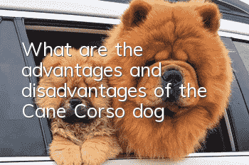 What are the advantages and disadvantages of the Cane Corso dog?