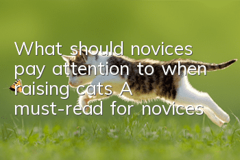 What should novices pay attention to when raising cats? A must-read for novices!
