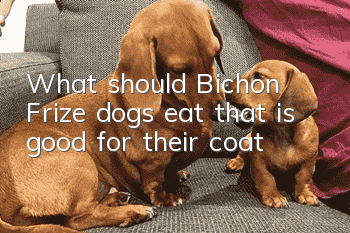 What should Bichon Frize dogs eat that is good for their coat?