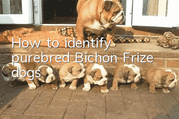 How to identify purebred Bichon Frize dogs