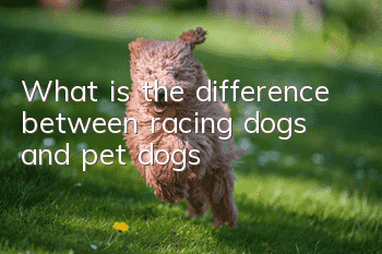 What is the difference between racing dogs and pet dogs?