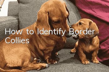 How to Identify Border Collies