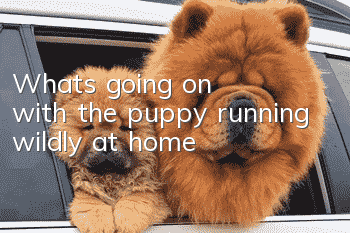 What's going on with the puppy running wildly at home?