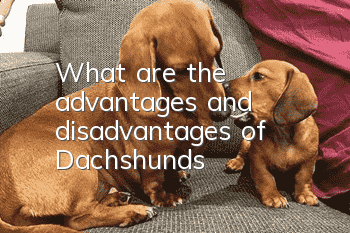What are the advantages and disadvantages of Dachshunds