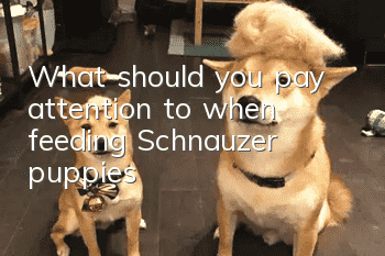 What should you pay attention to when feeding Schnauzer puppies?