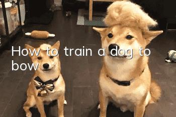 How to train a dog to bow