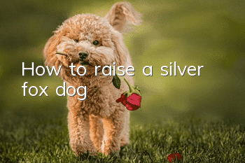 How to raise a silver fox dog