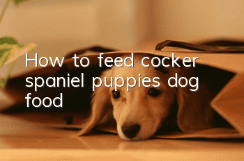 How to feed cocker spaniel puppies dog food