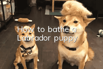 How to bathe a Labrador puppy
