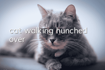 cat walking hunched over