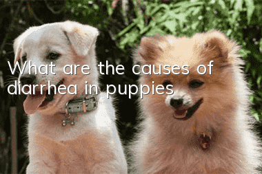 What are the causes of diarrhea in puppies?