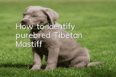 How to identify purebred Tibetan Mastiff