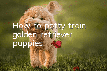 How to potty train golden retriever puppies