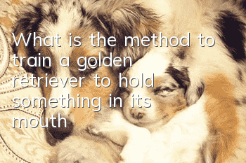 What is the method to train a golden retriever to hold something in its mouth?