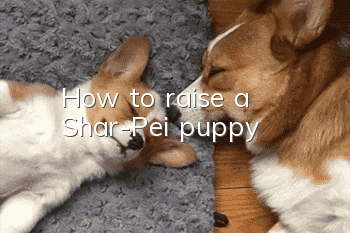 How to raise a Shar-Pei puppy