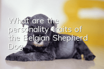 What are the personality traits of the Belgian Shepherd Dog?
