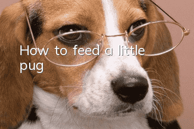 How to feed a little pug