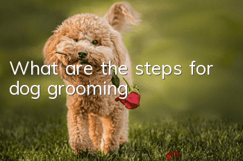 What are the steps for dog grooming?