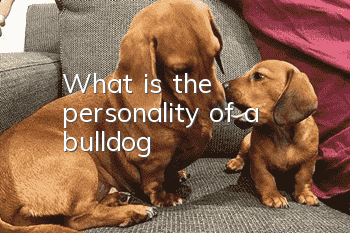 What is the personality of a bulldog?