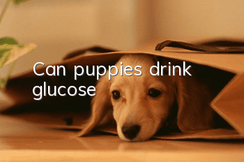 Can puppies drink glucose?