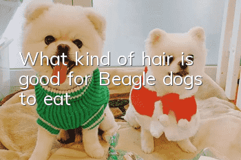What kind of hair is good for Beagle dogs to eat?