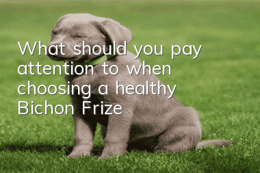 What should you pay attention to when choosing a healthy Bichon Frize?