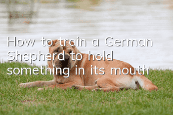 How to train a German Shepherd to hold something in its mouth
